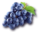 Domaine de la champinière : vignoble Cheverny